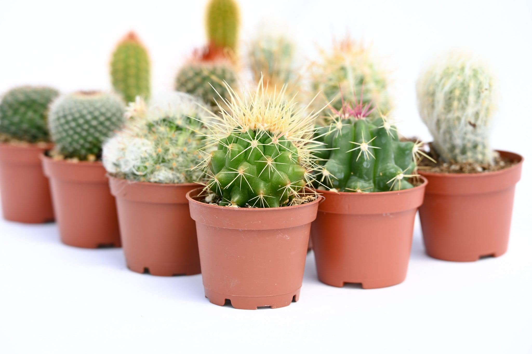 Cactus Plants Live – Small Assorted 2-Inch Cactus Plants – Fully Rooted Potted Cactus Plants – Live Cactus Plant Set (): 12