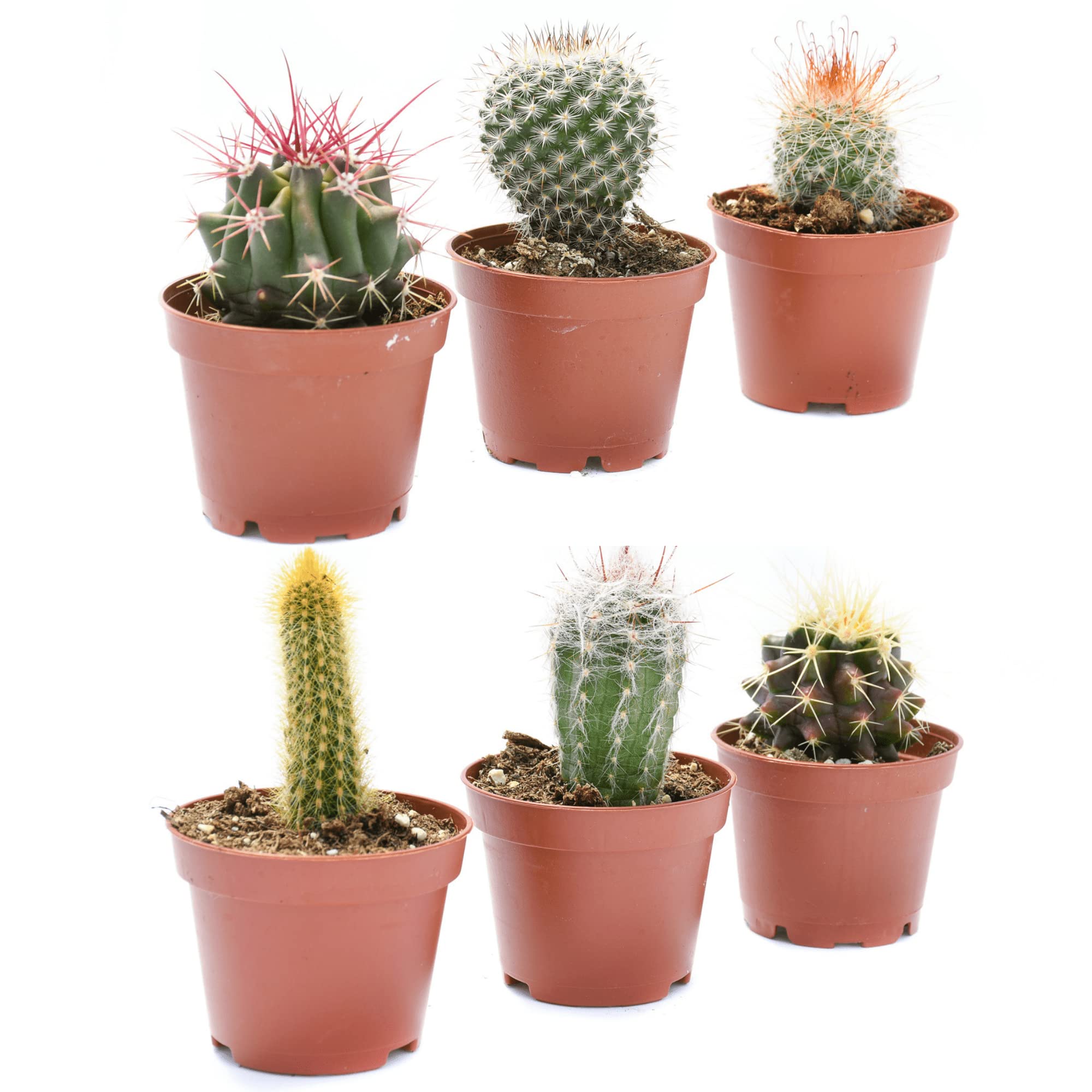 Cactus Plants Live – Small Assorted 2-Inch Cactus Plants – Fully Rooted Potted Cactus Plants – Live Cactus Plant Set (): 6