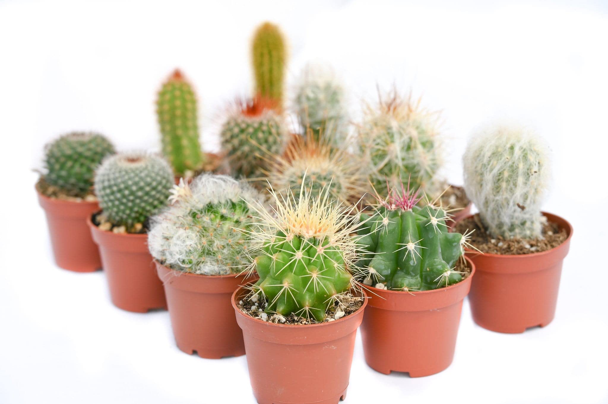 Cactus Plants Live – Small Assorted 2-Inch Cactus Plants – Fully Rooted Potted Cactus Plants – Live Cactus Plant Set (): 12