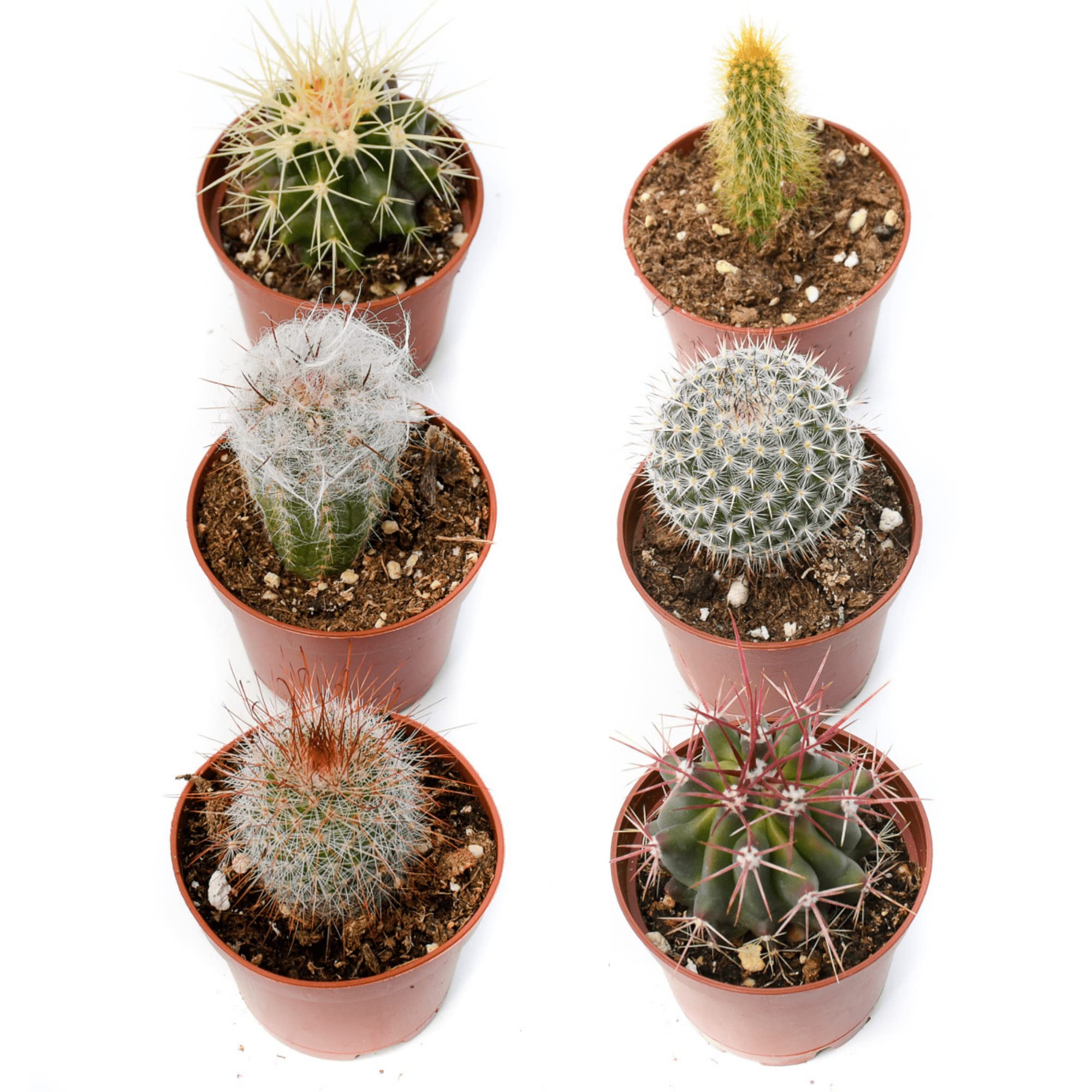 Cactus Plants Live – Small Assorted 2-Inch Cactus Plants – Fully Rooted Potted Cactus Plants – Live Cactus Plant Set (): 6