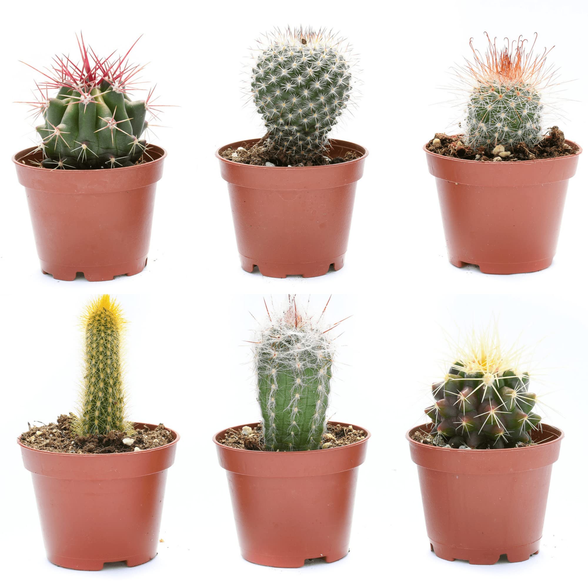 Cactus Plants Live – Small Assorted 2-Inch Cactus Plants – Fully Rooted Potted Cactus Plants – Live Cactus Plant Set (): 6