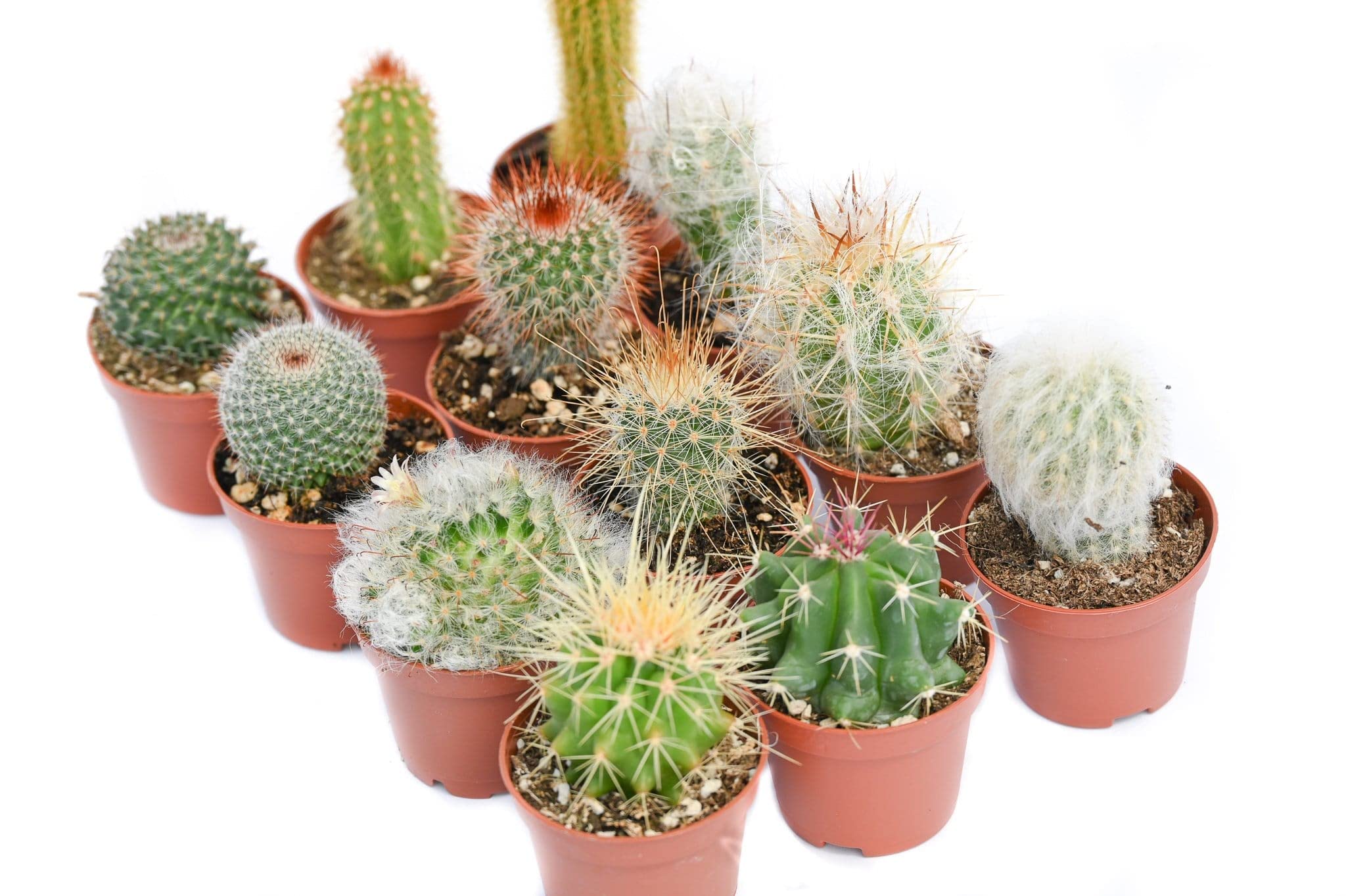 Cactus Plants Live – Small Assorted 2-Inch Cactus Plants – Fully Rooted Potted Cactus Plants – Live Cactus Plant Set (): 12