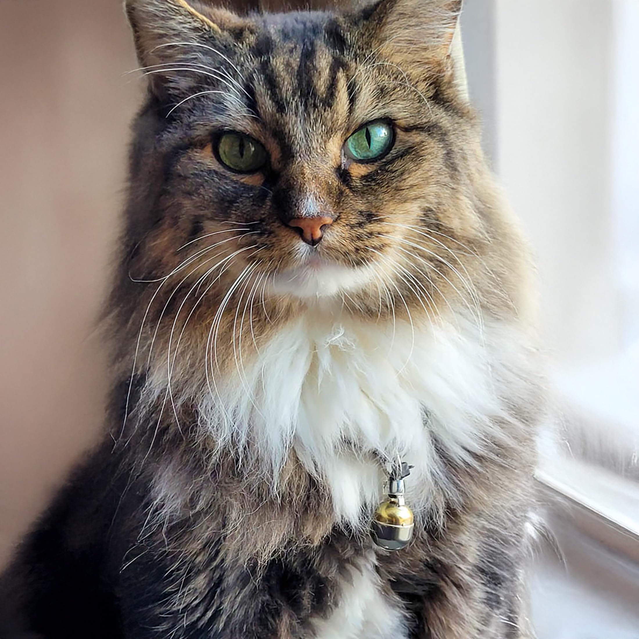 Noble Bells, Pair - Handmade in USA, Extra Loud Collar Bells for Cats and Dogs, Premium Brass and Nickel Silver