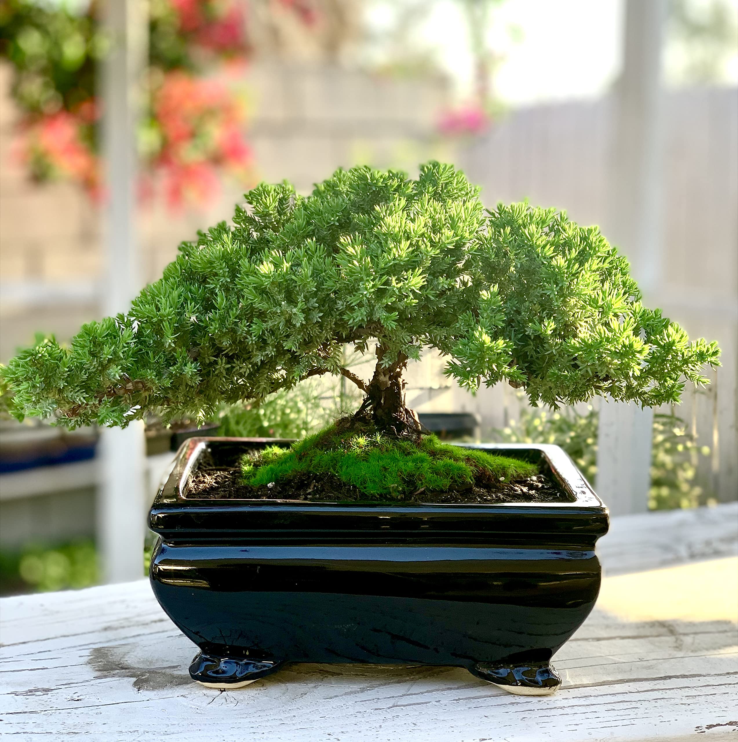 Live Dwarf Juniper Bonsai Tree | Indoor/Outdoor | 100% Handcrafted| Home and Office Décor | Best Gift for Holiday (L): Live Dwarf Juniper Bonsai Tree | Indoor/Outdoor | 100% Handcrafted| Home and Office Décor | Best Gift for Holiday (L)
