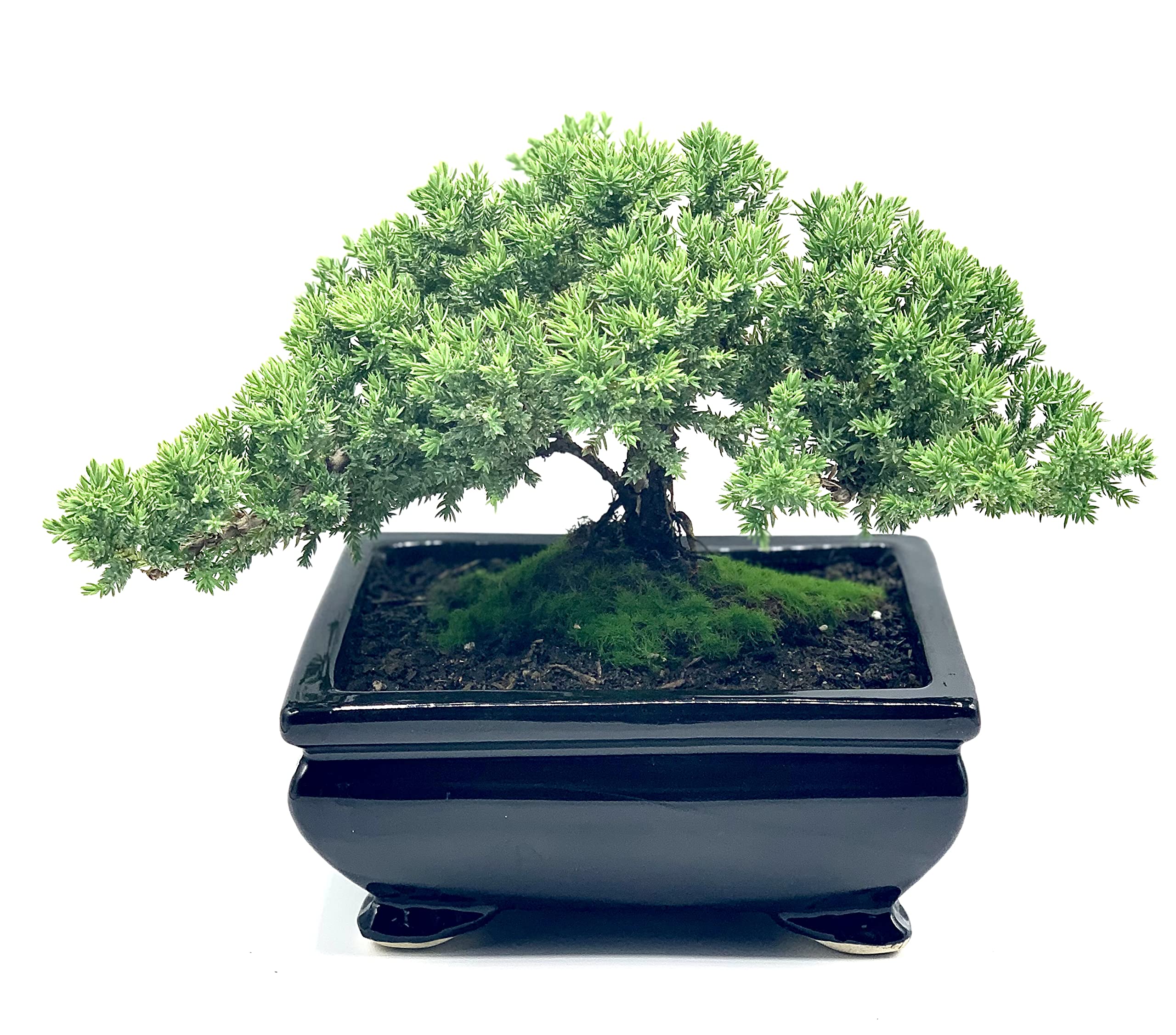 Live Dwarf Juniper Bonsai Tree | Indoor/Outdoor | 100% Handcrafted| Home and Office Décor | Best Gift for Holiday (L): Live Dwarf Juniper Bonsai Tree | Indoor/Outdoor | 100% Handcrafted| Home and Office Décor | Best Gift for Holiday (L)