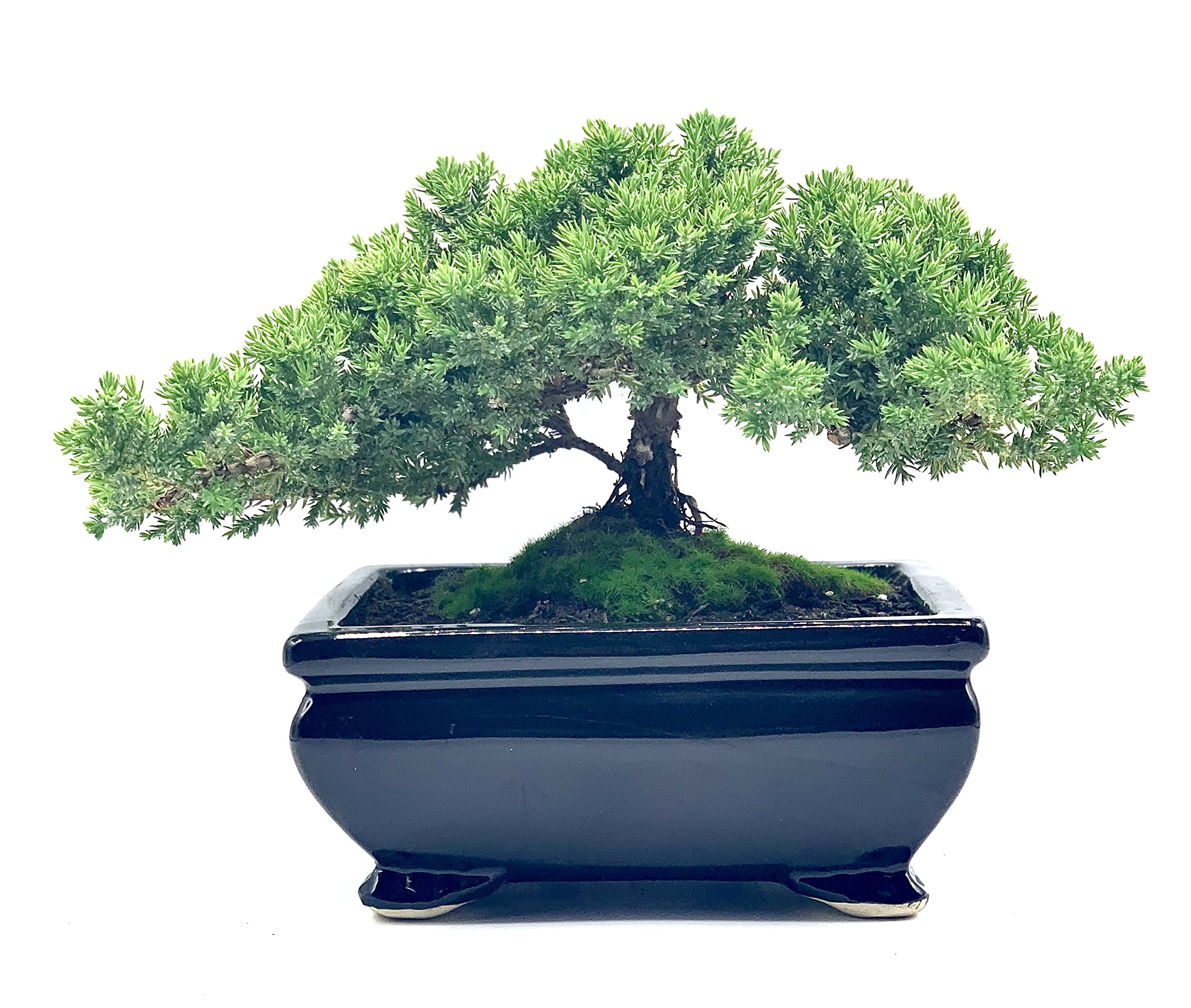 Live Dwarf Juniper Bonsai Tree | Indoor/Outdoor | 100% Handcrafted| Home and Office Décor | Best Gift for Holiday (L): Live Dwarf Juniper Bonsai Tree | Indoor/Outdoor | 100% Handcrafted| Home and Office Décor | Best Gift for Holiday (L)