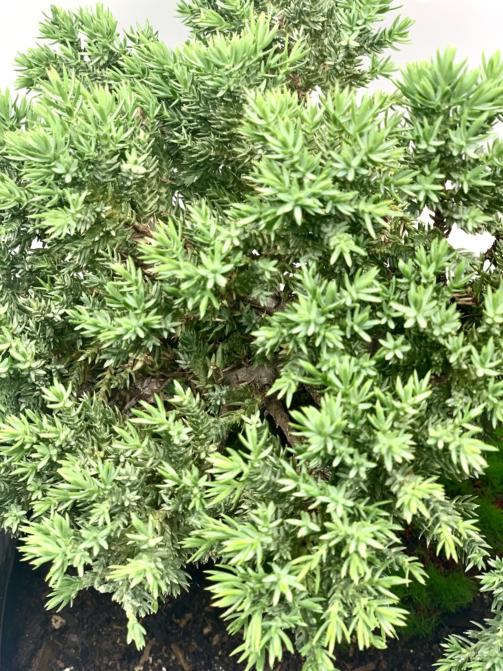 Live Dwarf Juniper Bonsai Tree | Indoor/Outdoor | 100% Handcrafted| Home and Office Décor | Best Gift for Holiday (L): Live Dwarf Juniper Bonsai Tree | Indoor/Outdoor | 100% Handcrafted| Home and Office Décor | Best Gift for Holiday (L)
